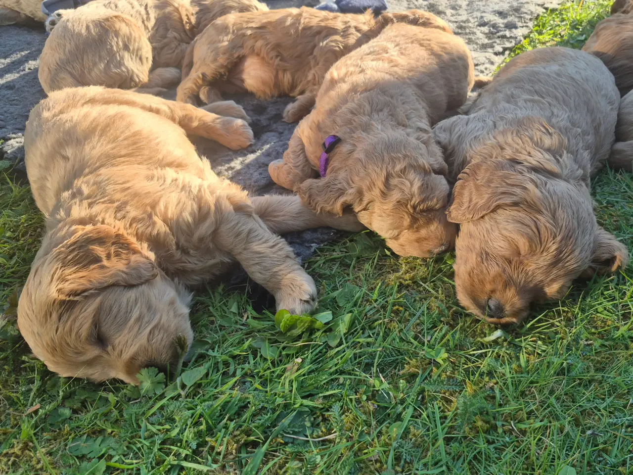 Billede 1 - Goldendoodle hvalpe - 14-21 kg
