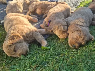 Goldendoodle hvalpe - 14-21 kg
