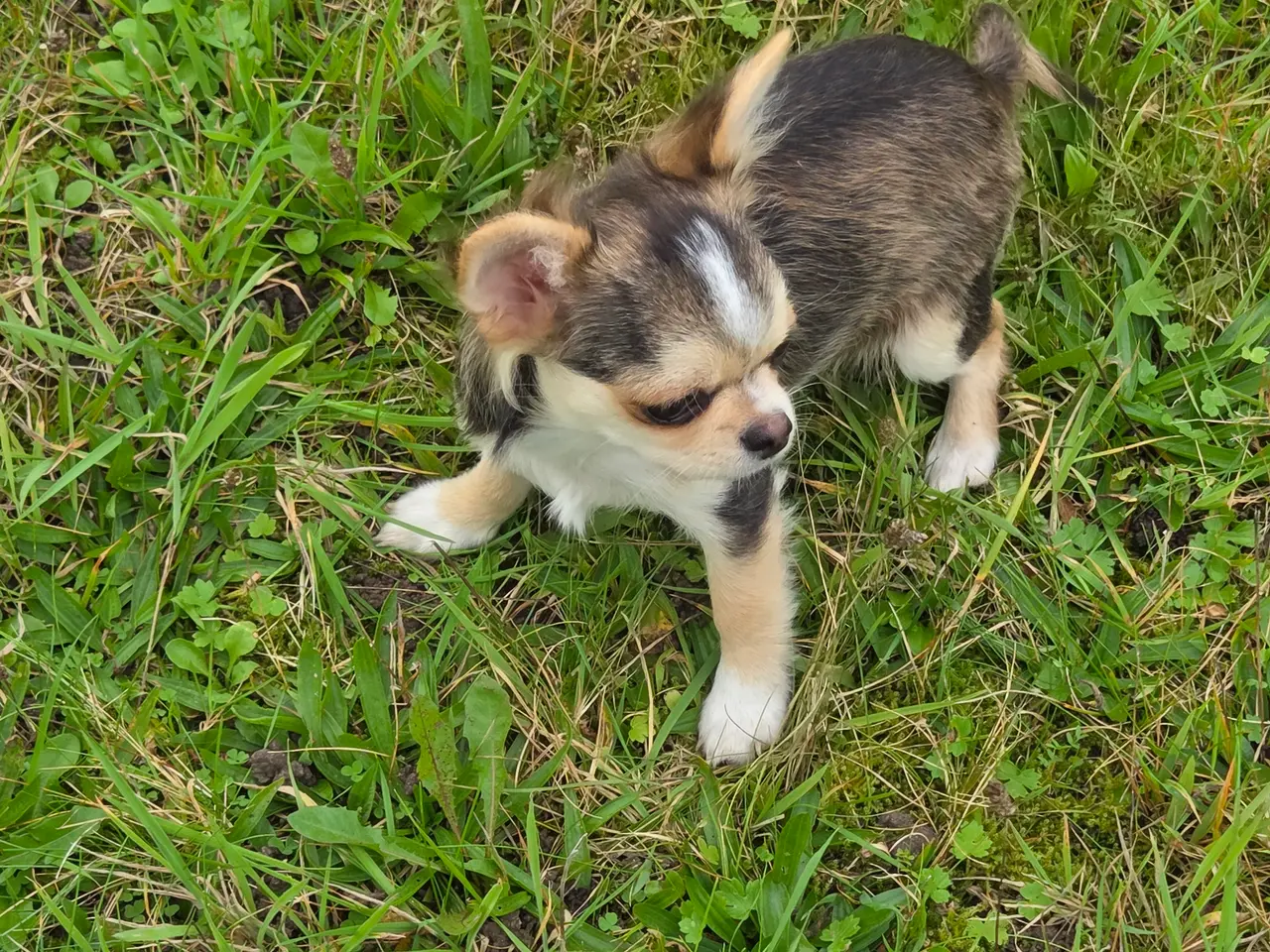 Billede 16 - Langhåret husky-chihuahua. Hun og han.