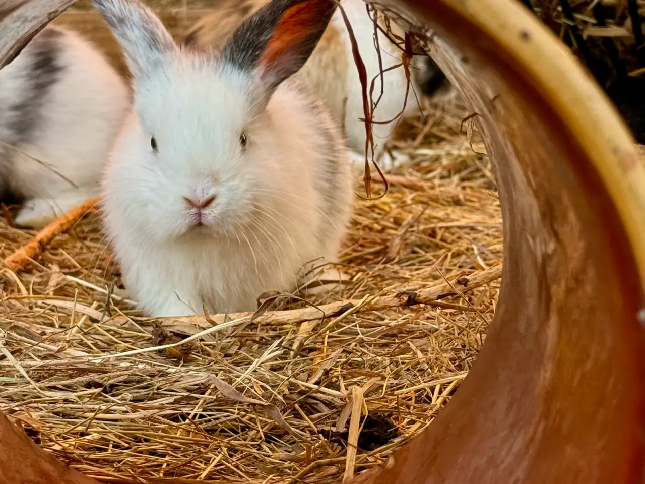 Billede 3 - 8 skønne Mini Lop unger
