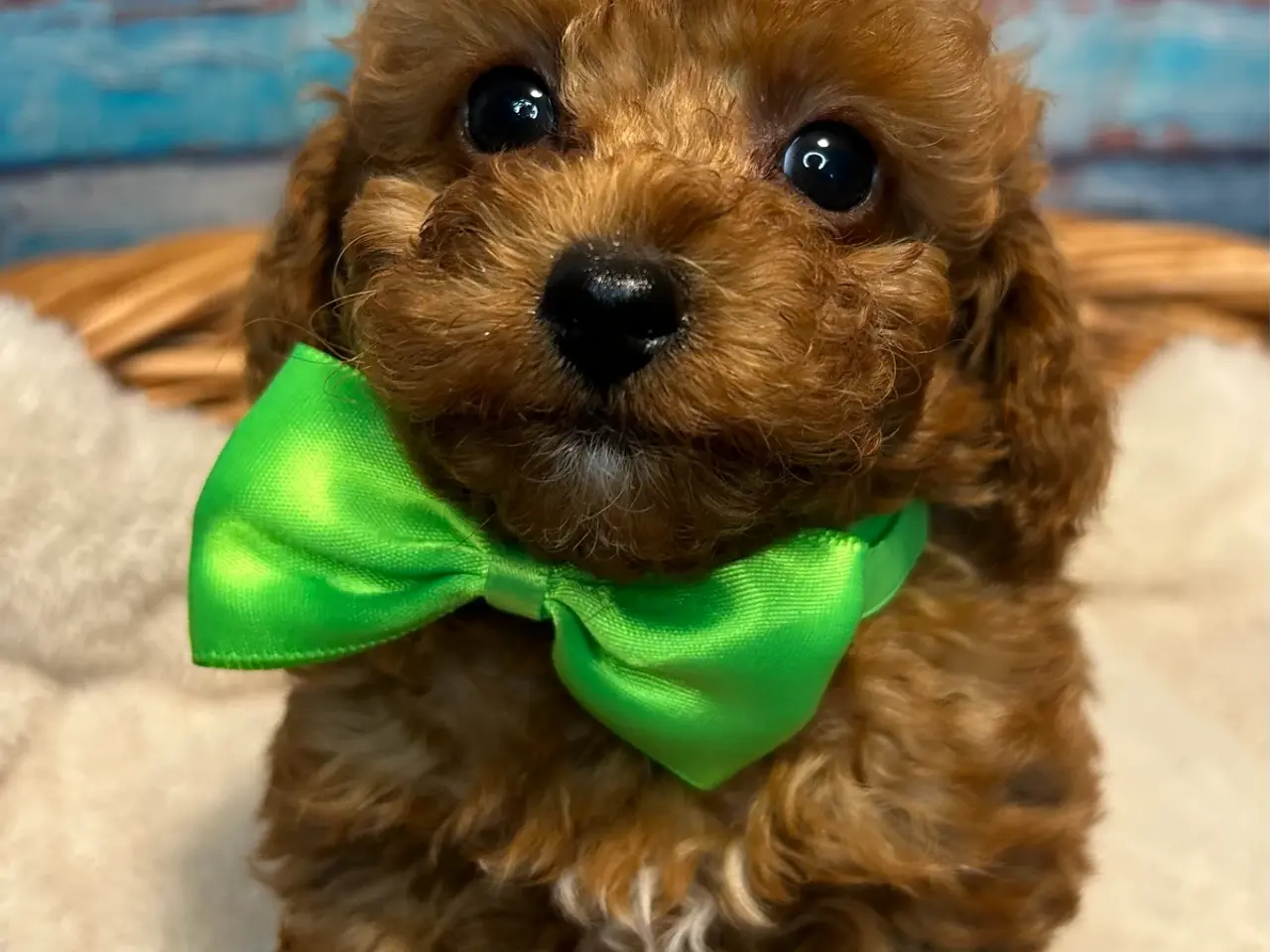 Billede 13 - 🐾✨ Skønne Mini Maltipoo hvalpe klar juli/August