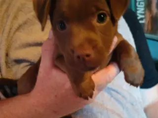Patterdaleterrier hvalpe - 5