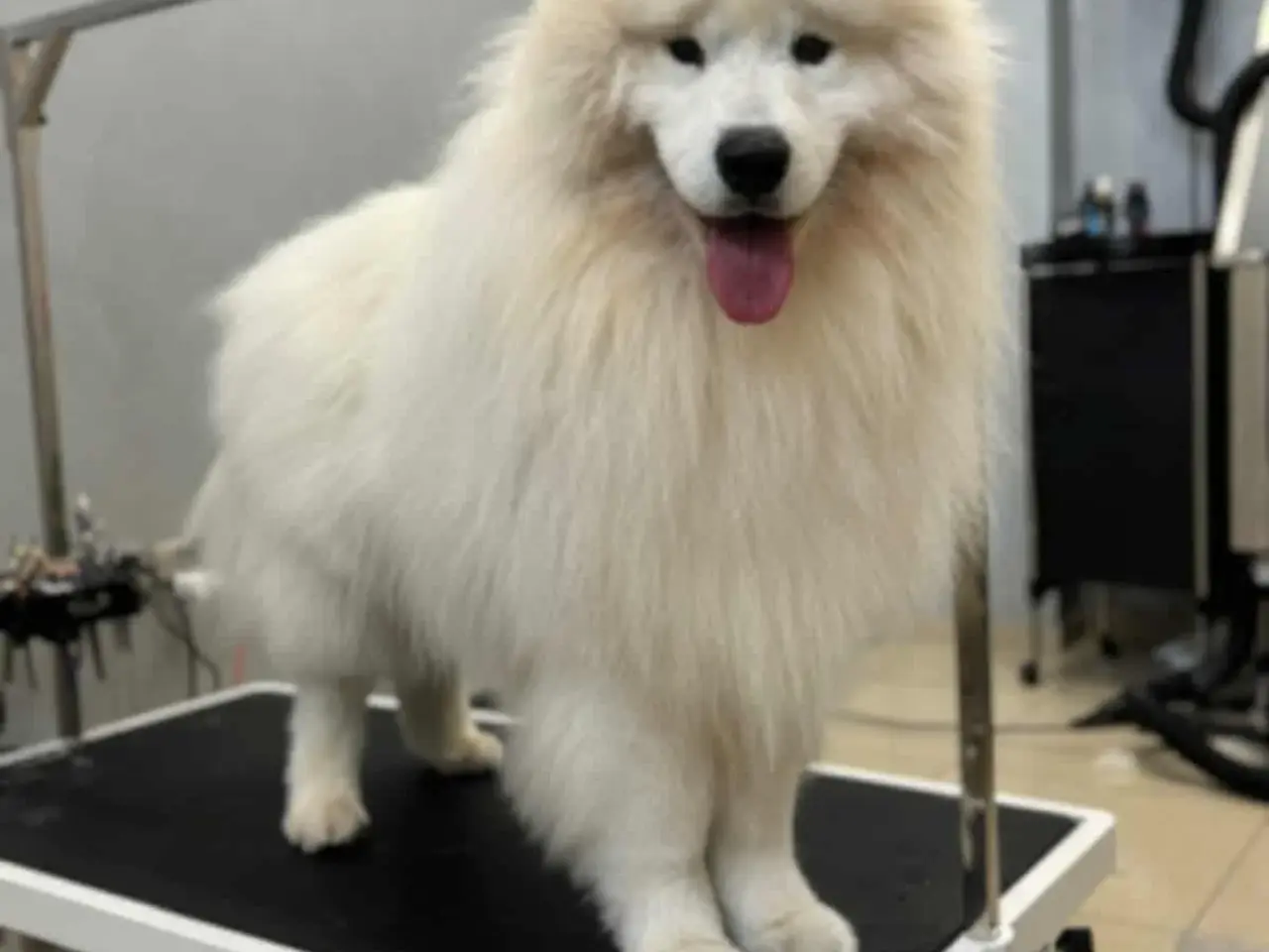 Billede 16 - Samojed-hvalpe fra anerkendt FCI-kennel 