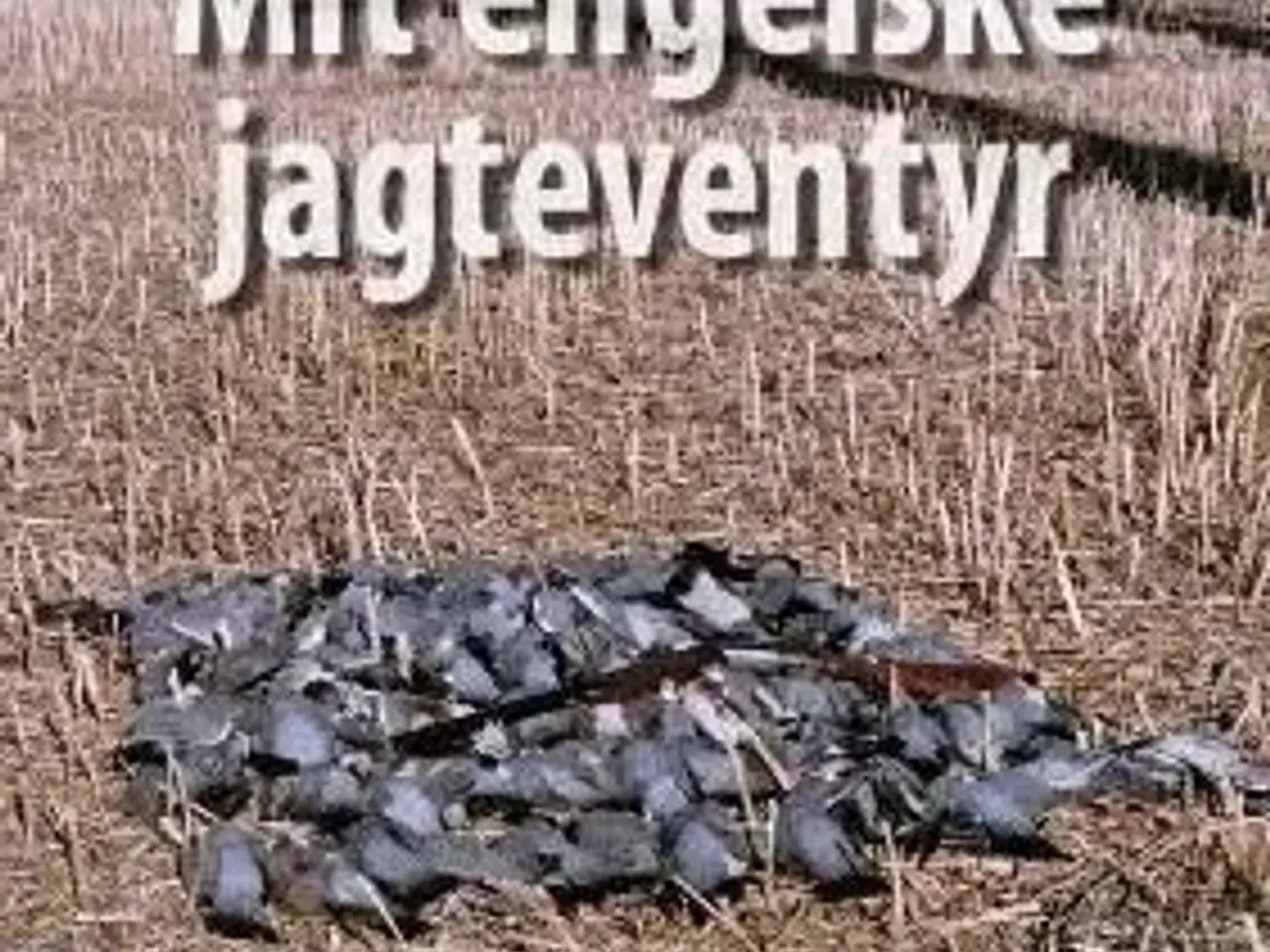 Billede 1 - Mit engelske jagteventyr.