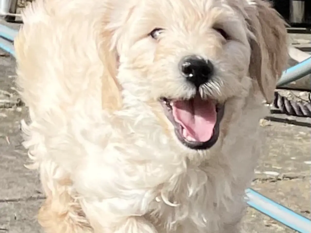 Billede 20 - Mini-labradoodle / doodle sælges