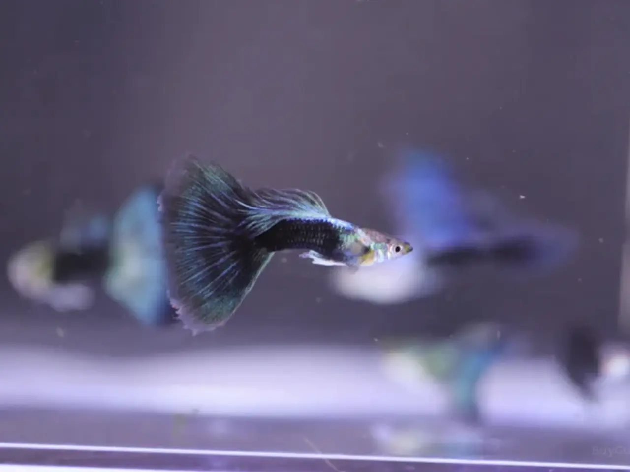 Billede 2 - Dark Half-Blue guppy