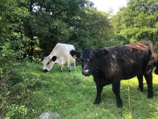 Galloway - flot sort kvie sælges til levebrug