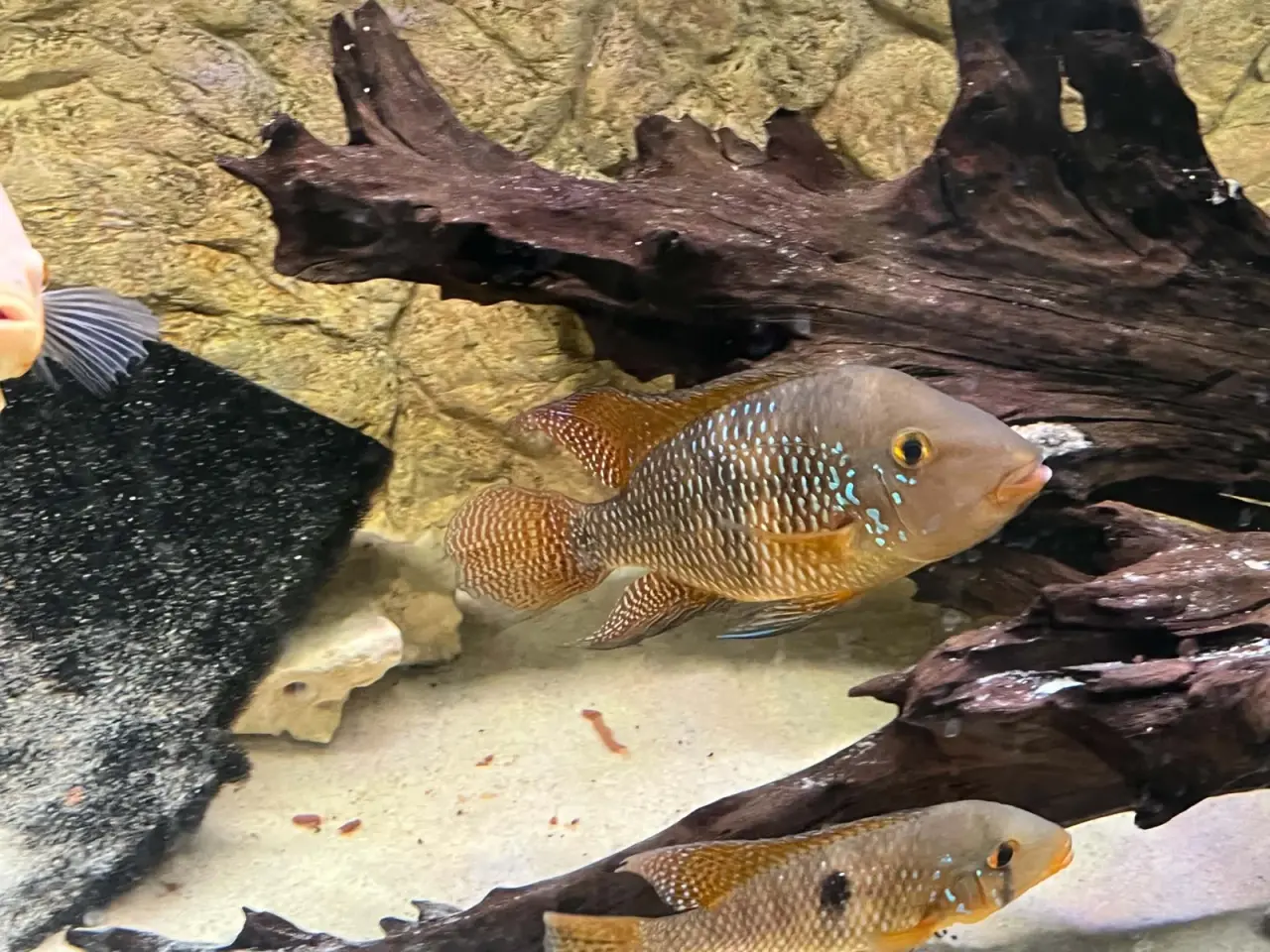 Billede 5 - **🐠 2 stk\. Perlemorscichlider – Geophagus sælges