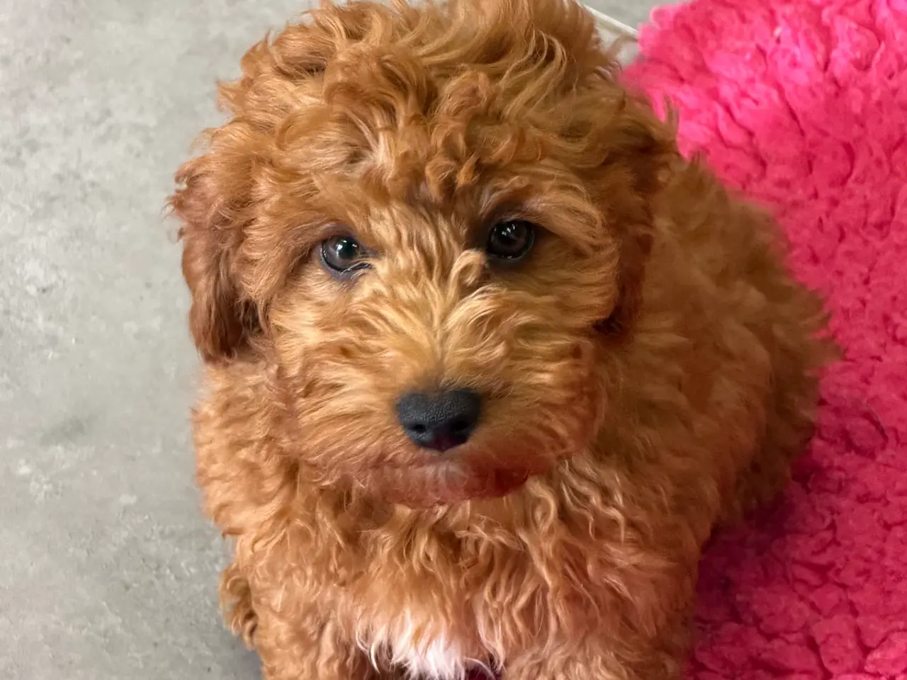 Billede 6 - 🐾✨ Skønne Mini  Maltipoo hvalpe 