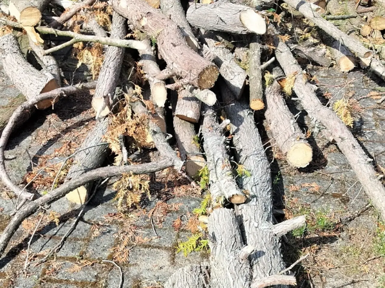 Billede 4 - Thuja træ, til at brænde el hvad du kunne hitte på
