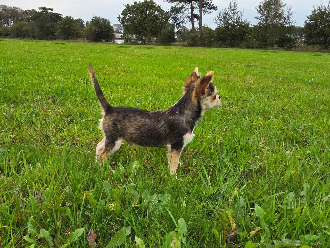 Billede 12 - Langhåret husky-chihuahua. Hun og han.