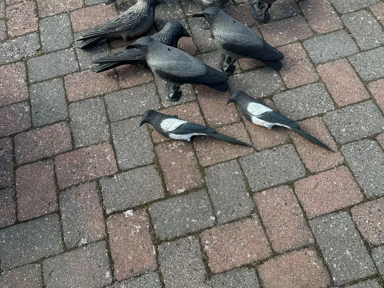 Billede 3 - Lokkeænder til jagt