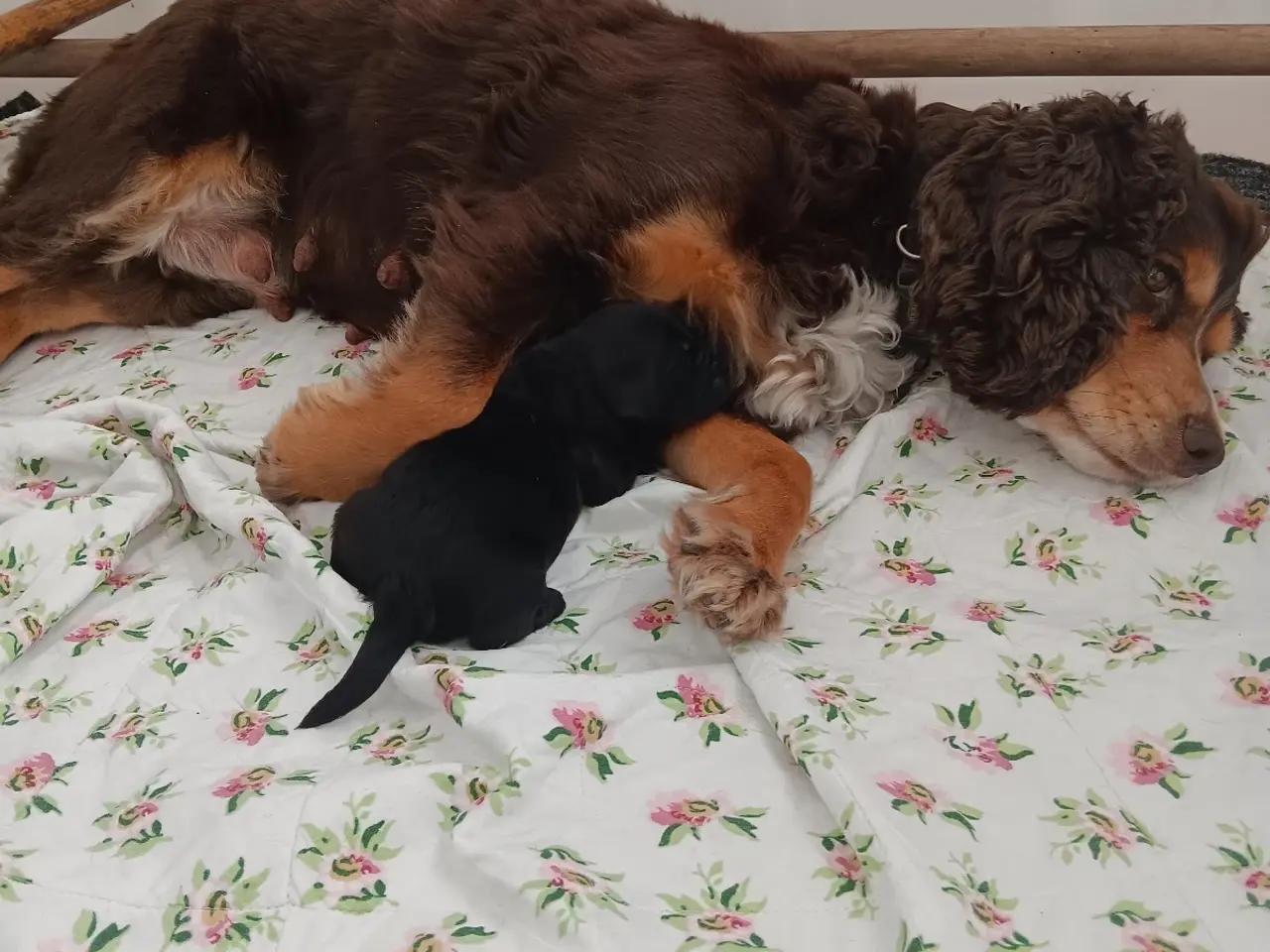 Billede 3 - FT cocker spaniel