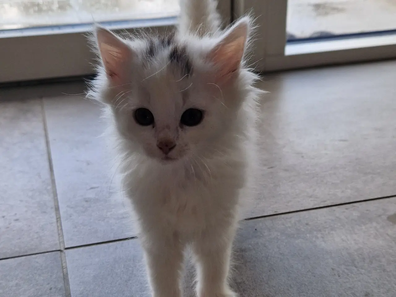 Billede 14 - 🐱❤️ 5 søde og tykke Norsk Skovkat-killinger