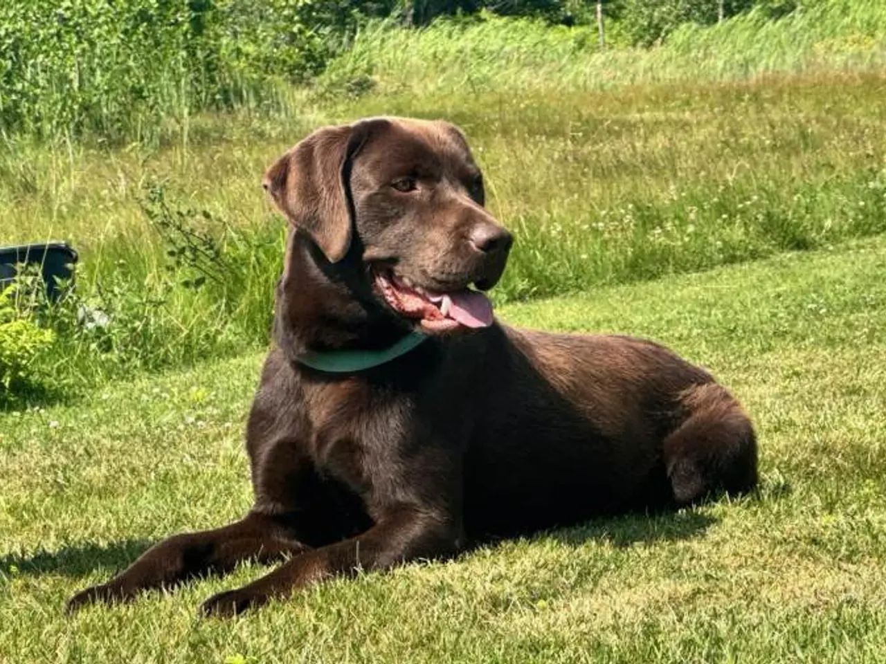 Billede 4 - Labrador hvalpe sælges