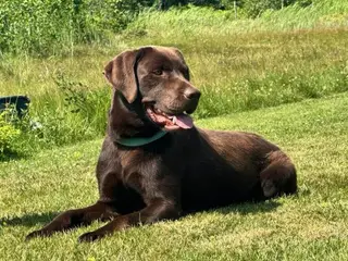 Labrador hvalpe sælges  - 4