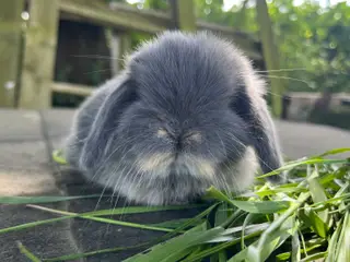 Minilop unge HUN