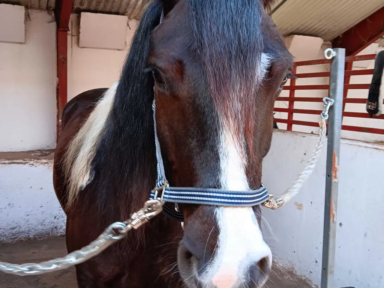 Billede 3 - Flot Barok/tinker vallak