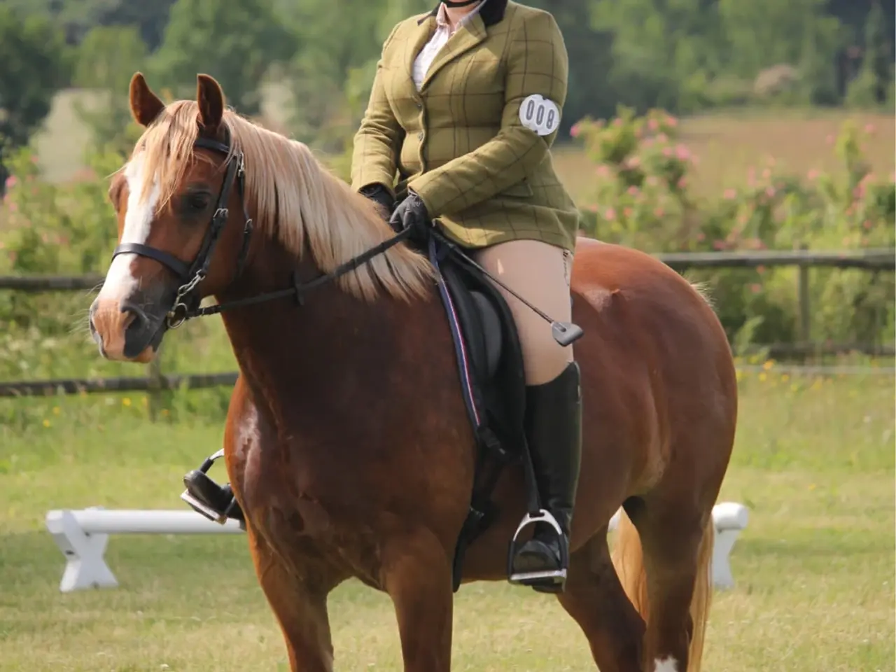 Billede 2 - Welsh cob vallak 