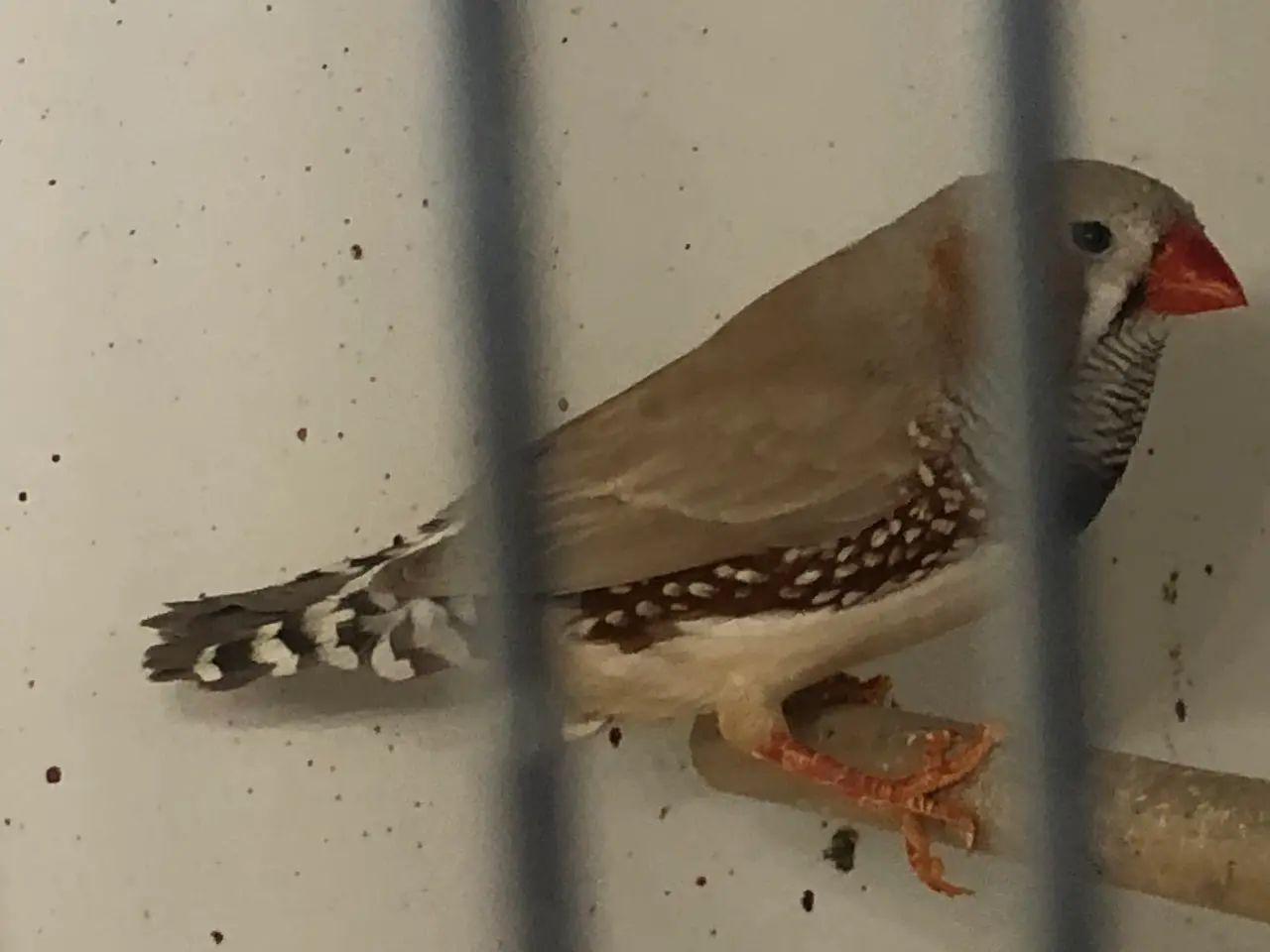 Billede 2 - udstillings zebrafinker