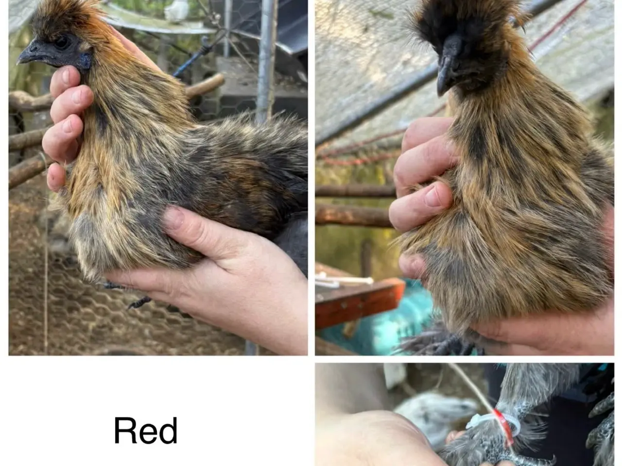 Billede 9 - Silkiehaner GRATIS / Silkie roosters FREE