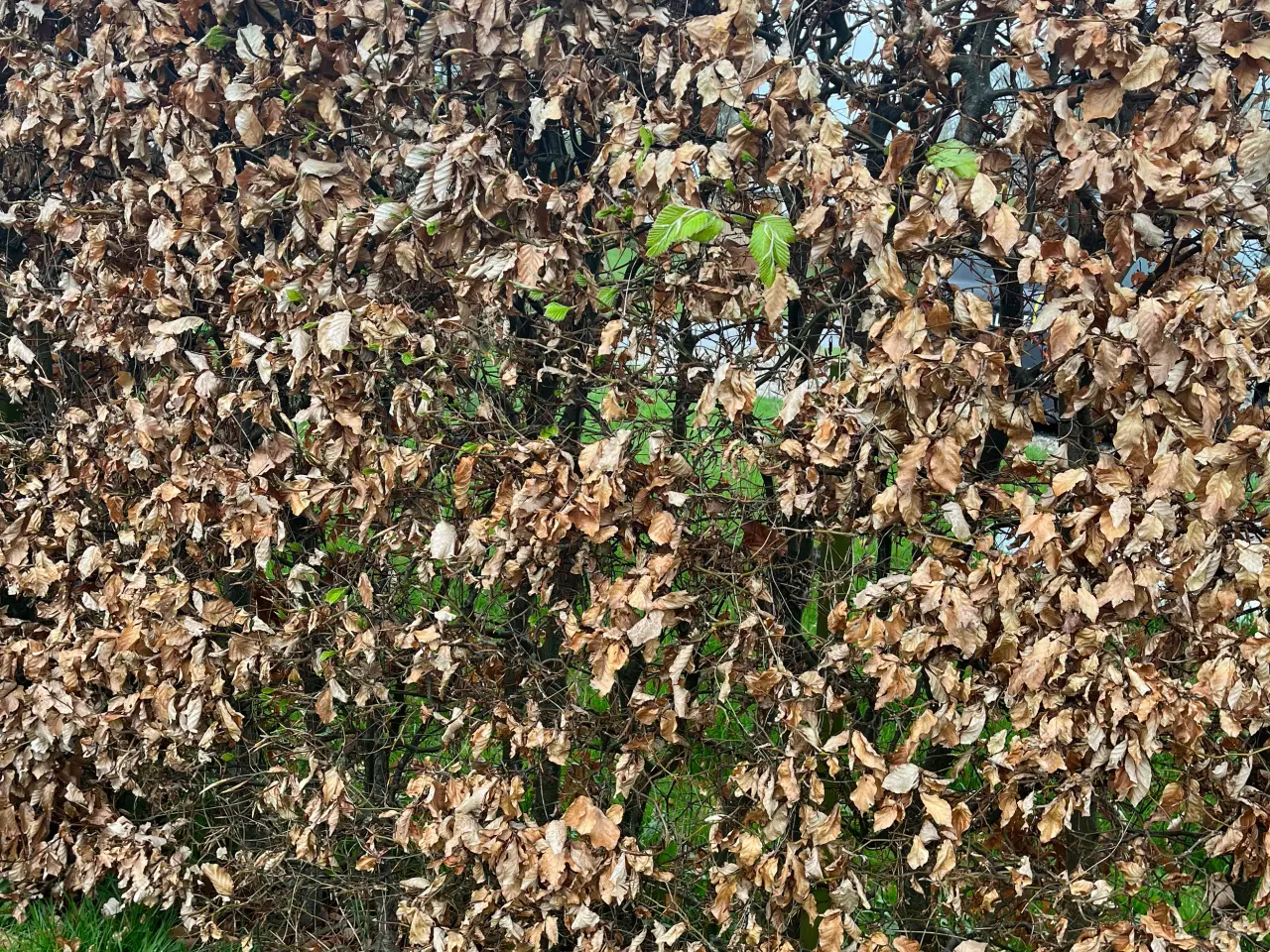 Billede 1 - Færdig hæk/ bøgehækplanter ca. 200 cm