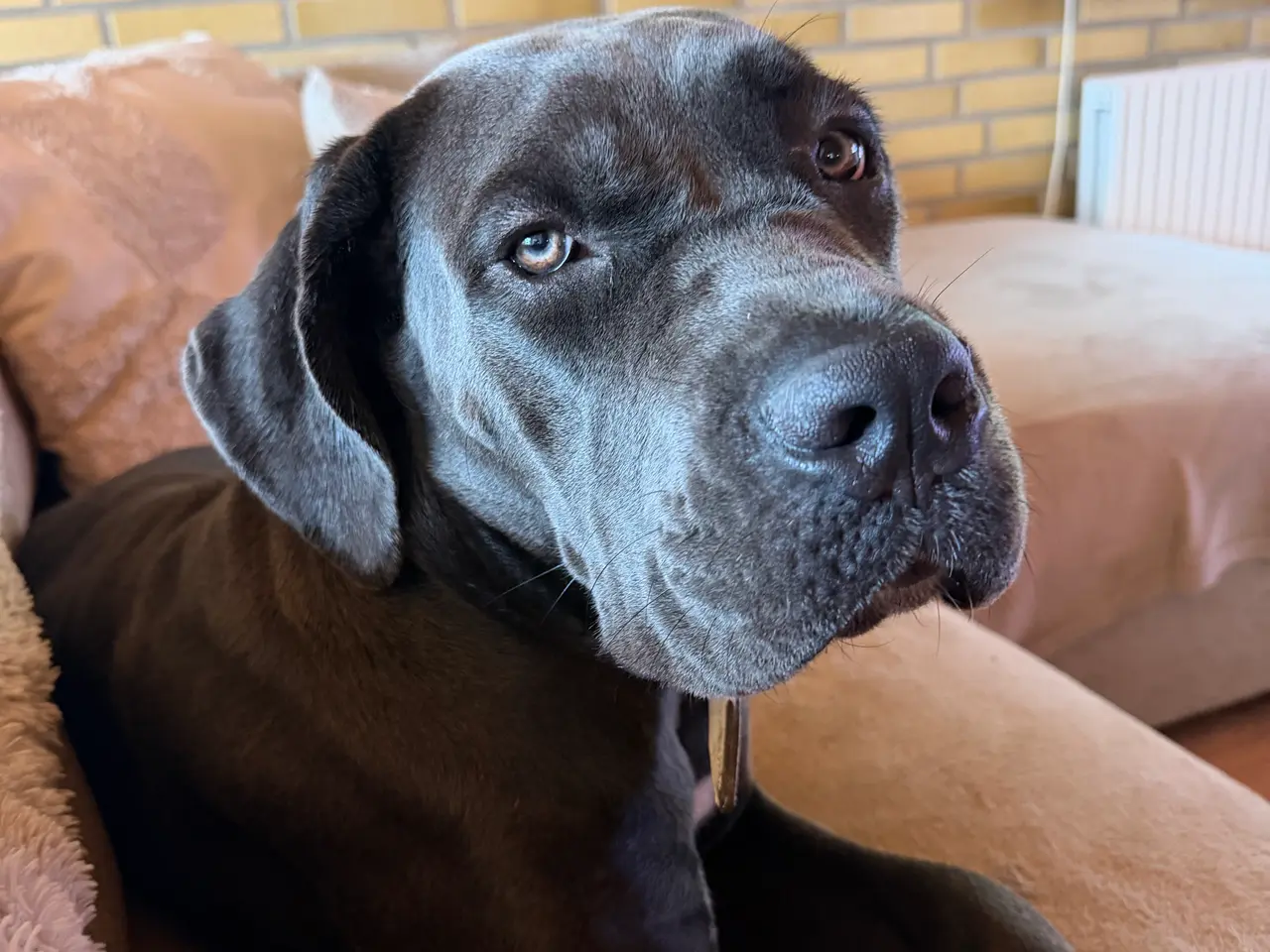 Billede 2 - Cane corso