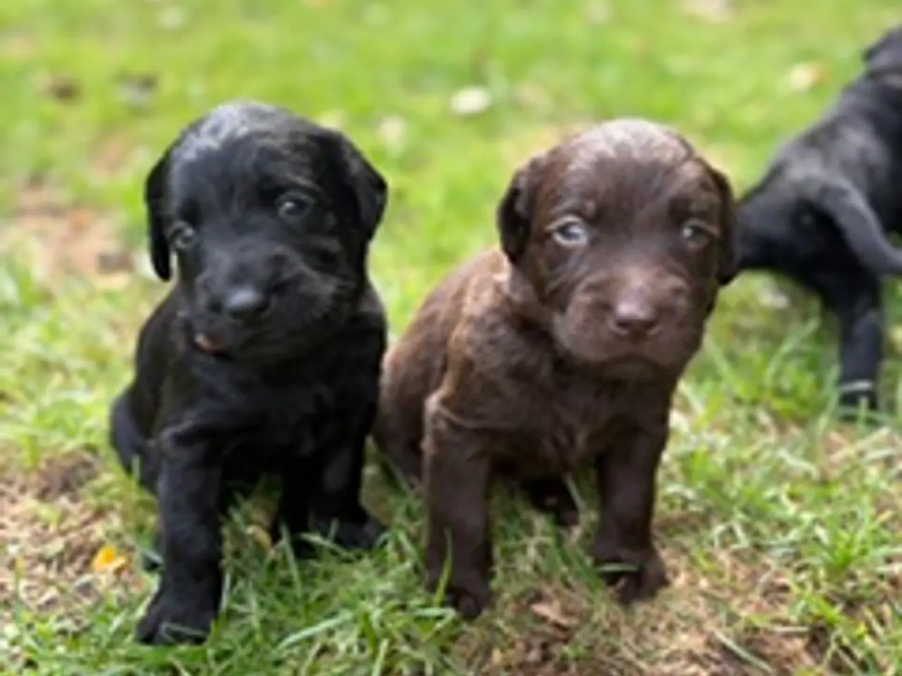 Billede 12 - Helt fantastiske Labradoodle sælges