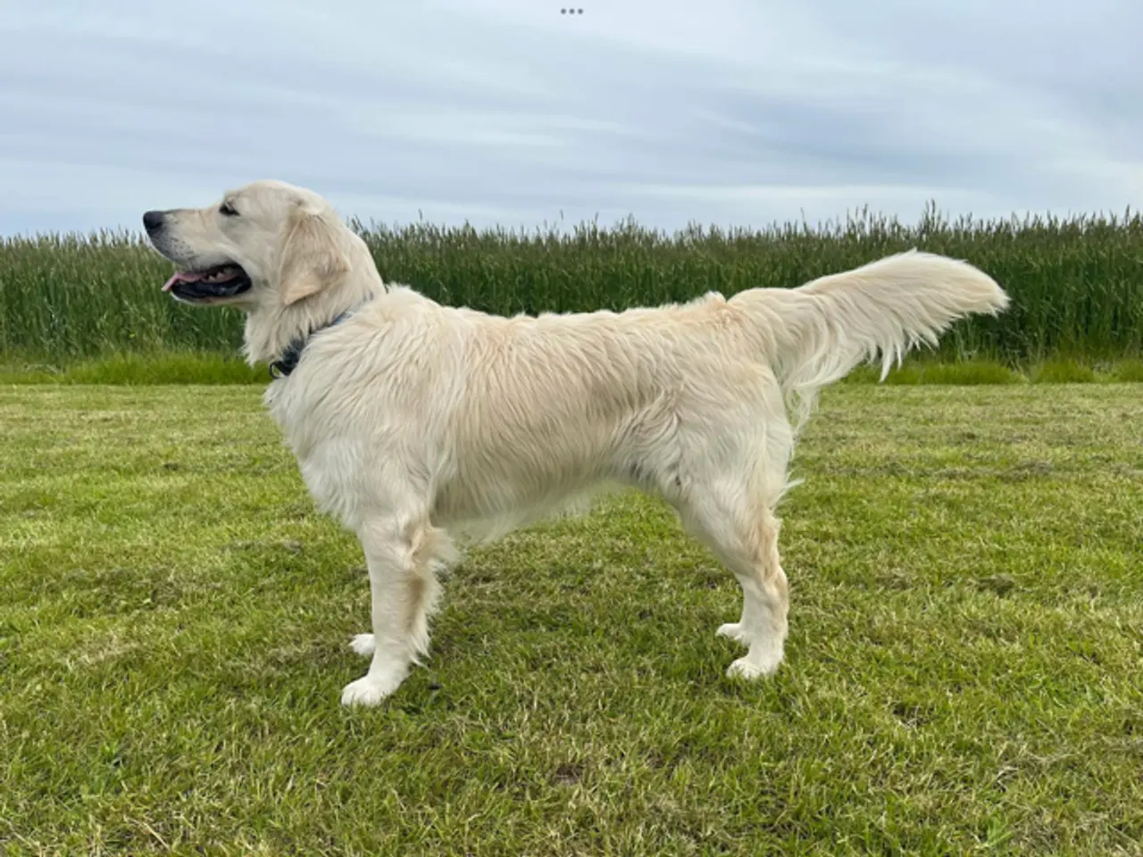 Billede 8 - Lækre lab/golden hvalpe