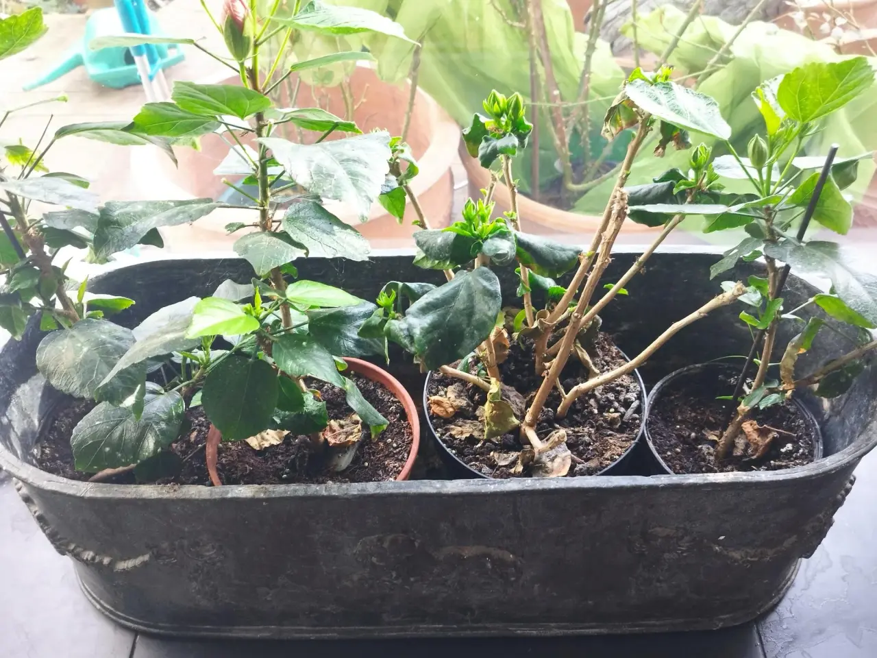 Billede 3 - Stor italiensk Blomsterskjuler af tin