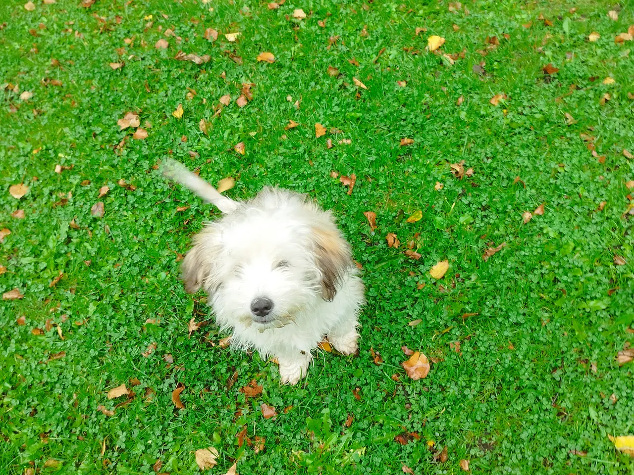Billede 1 - Havanais/Coton de Tulear