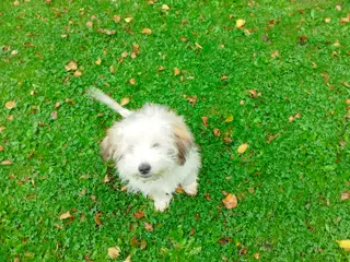 Havanais/Coton de Tulear