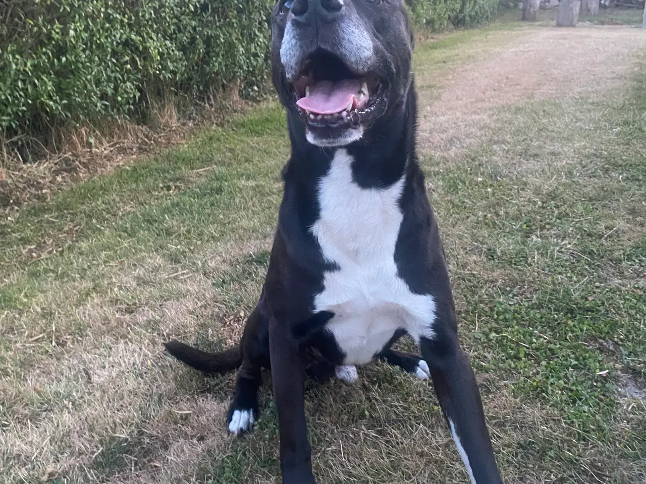 Billede 11 - Presa canario bl. Stor familiehund