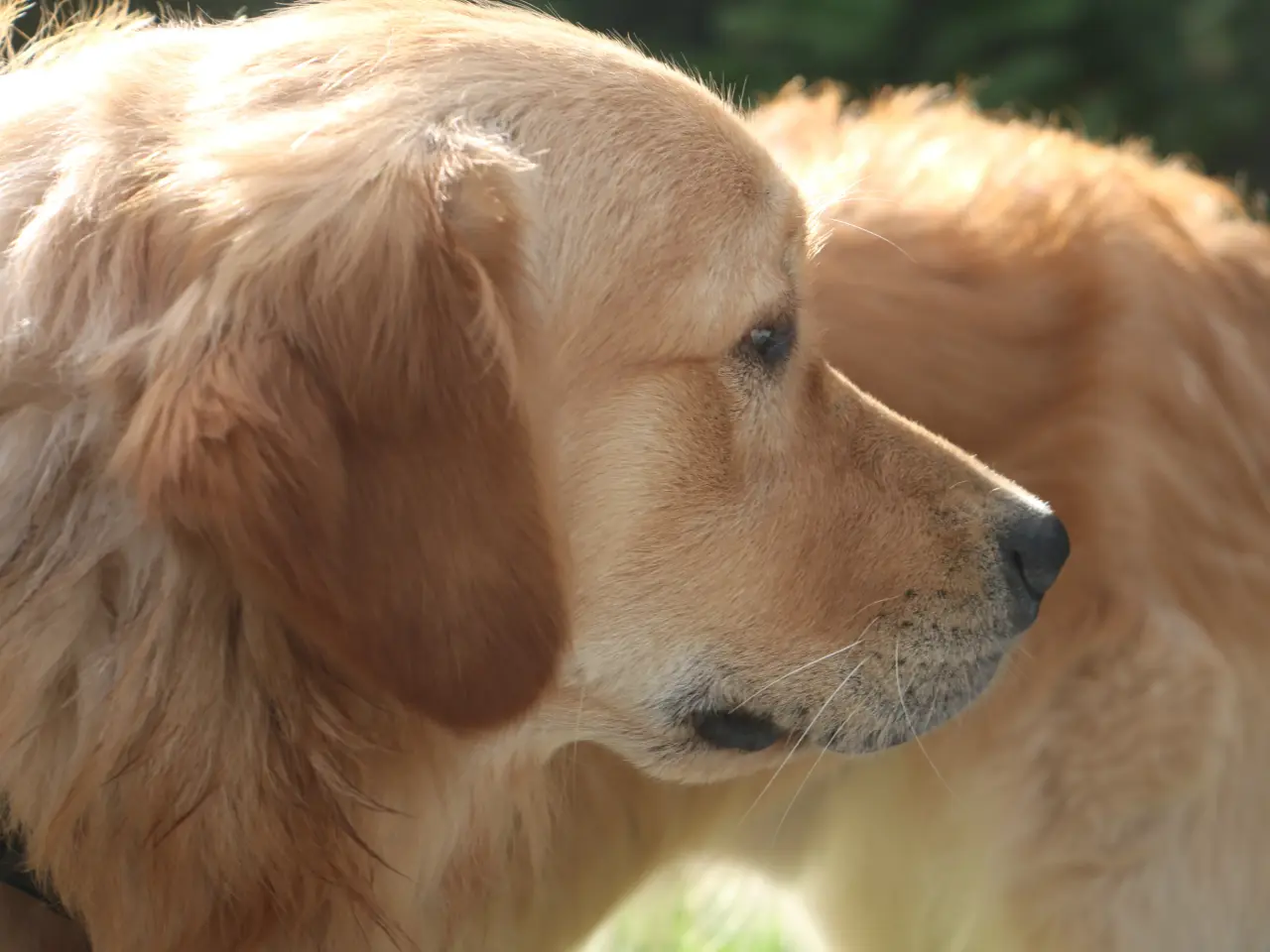 Billede 1 - Golden Retriever tilbydes til parring - Nyheder !