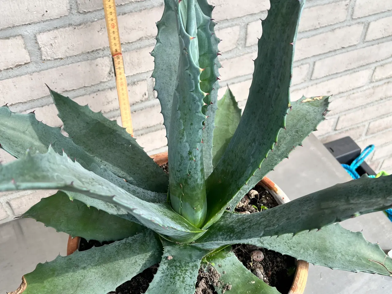 Billede 3 - Agave stor ca 70 cm , i  og med 30cm potte
