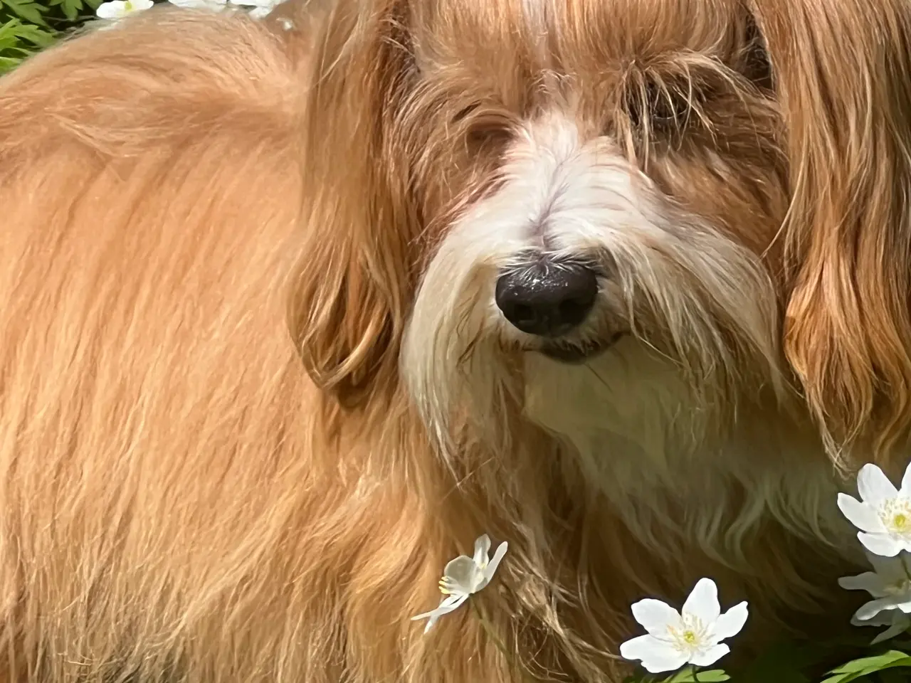 Billede 7 - 🧡Tilbydes til parring 🧡