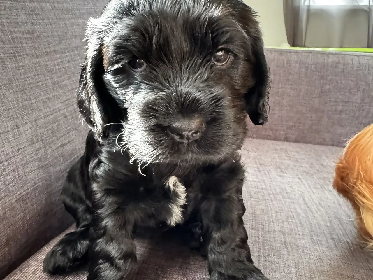 Billede 1 - Engelsk Cocker Spaniel hvalpe