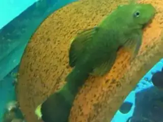 Green dragon ancistrus