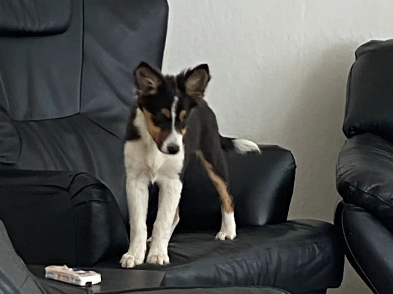 Billede 7 - Border Collie