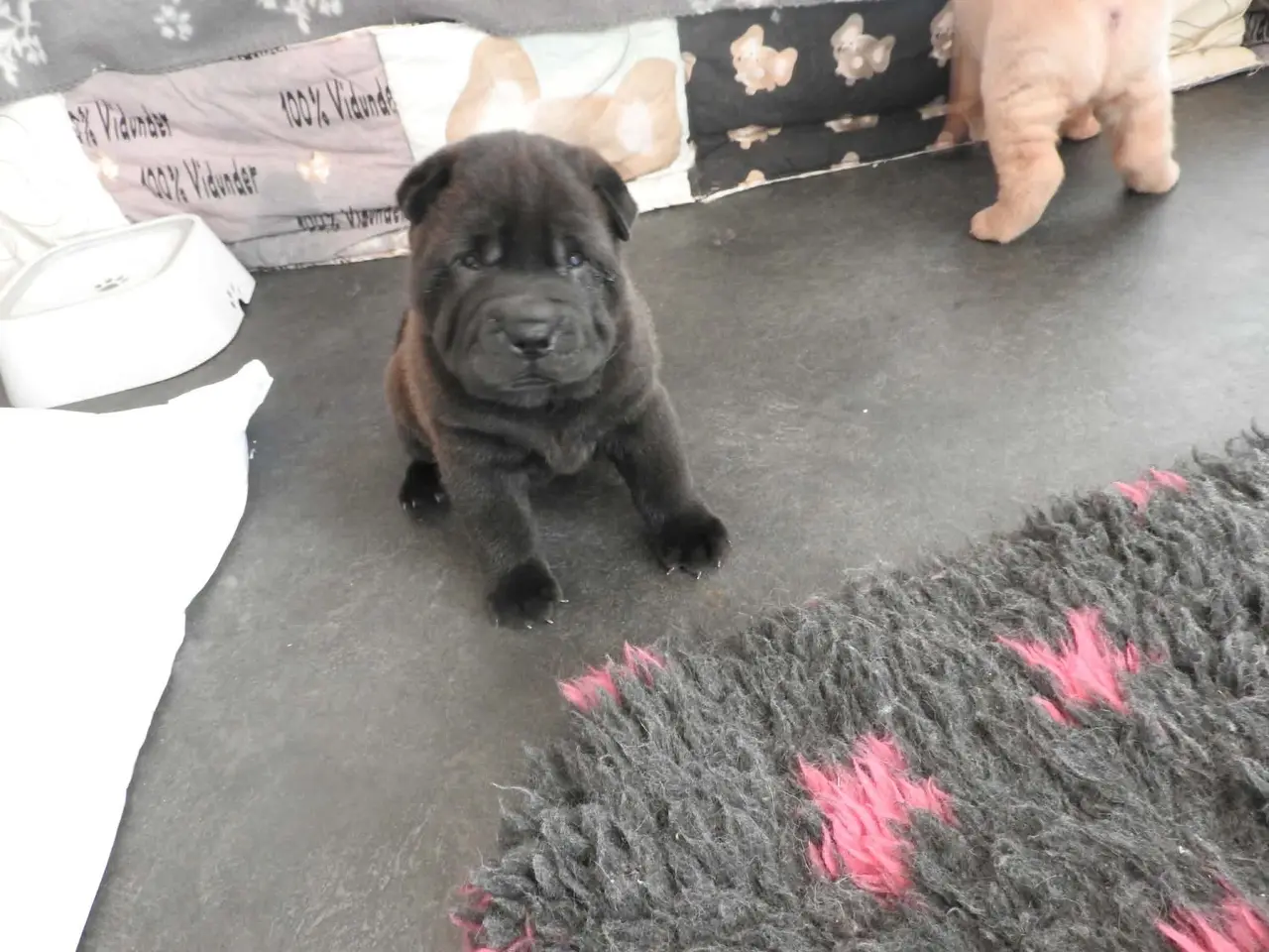 Billede 1 - Shar pei hvalp