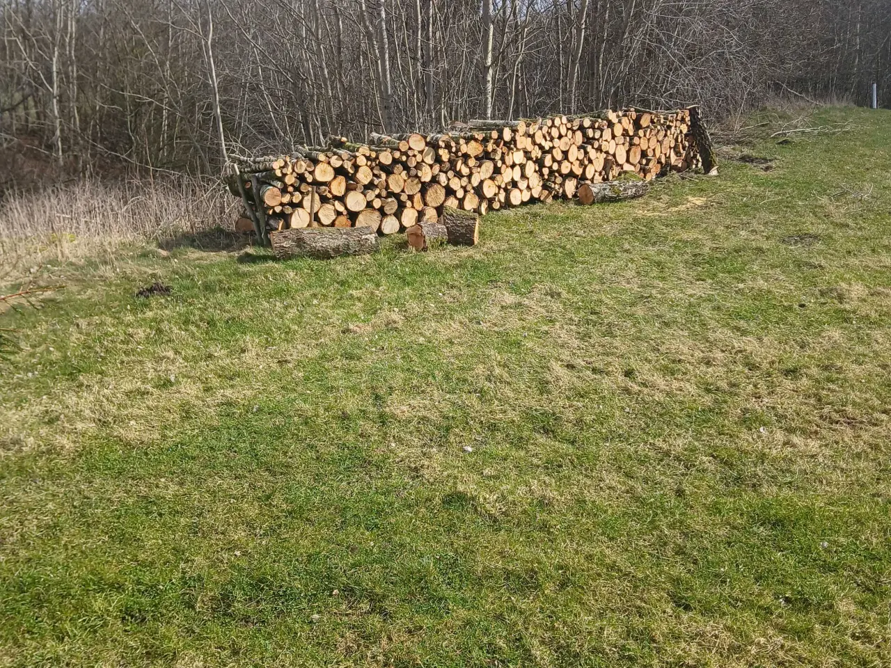 Billede 1 - Birkebrænde savet I meterstykker.