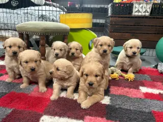 Golden Retriever hvalpe