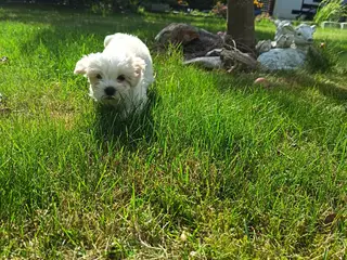 🐶 Søde hvalpe søger deres rette familie! 🐶 - 2