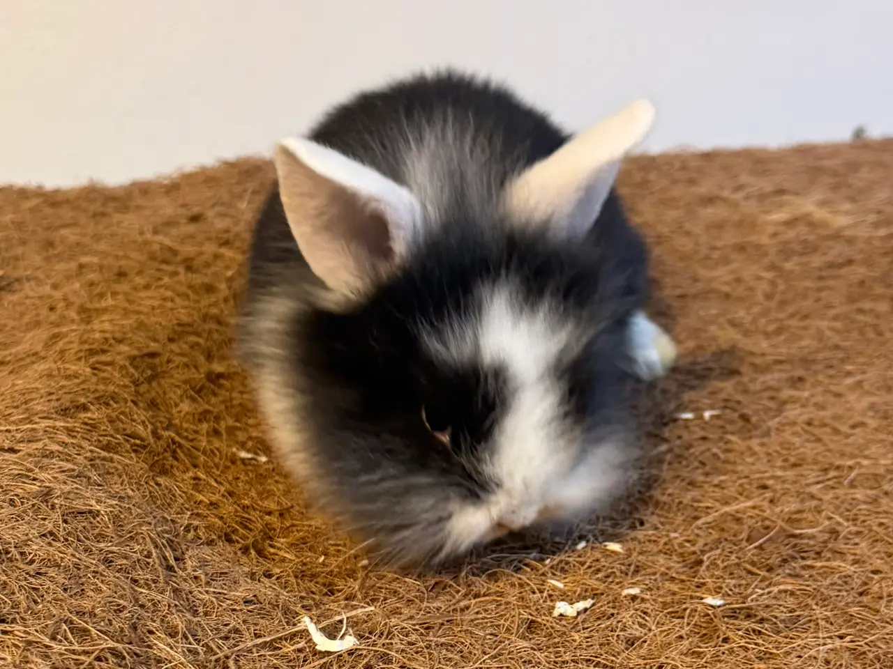 Billede 2 - Sød kaninpige søger nyt hjem 🐰❤️