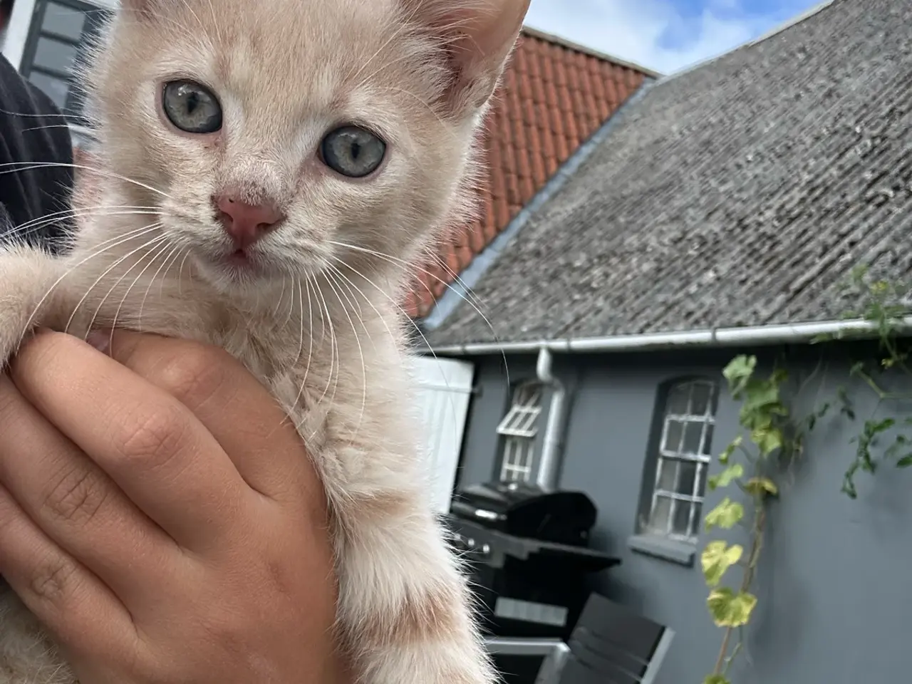 Billede 1 - Søde kattekillinger