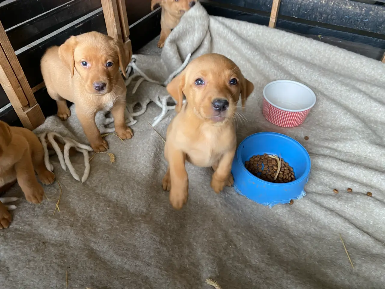Billede 3 - Red FOX Labrador hvalpe sælges
