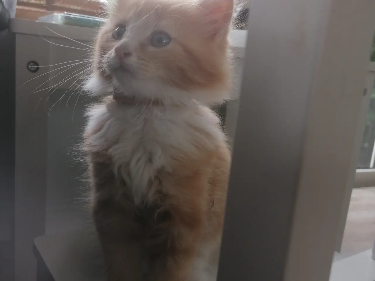Billede 2 - Main coon blendinger