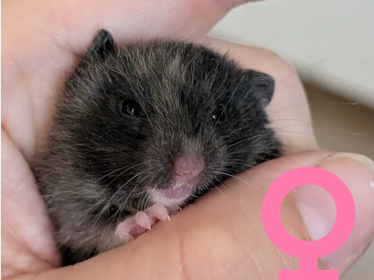Billede 3 - Søde hamsterunger (flerfarvede)