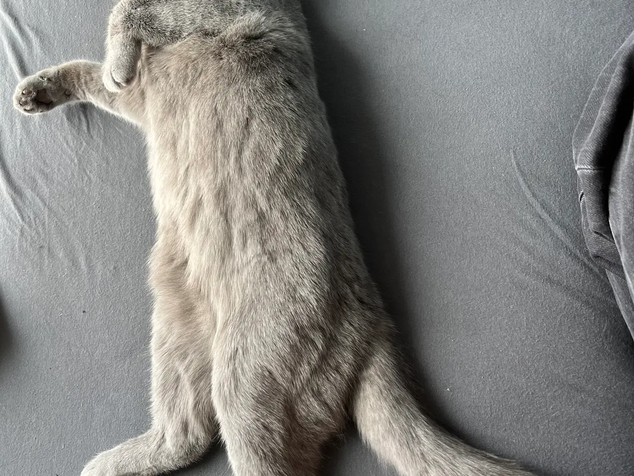 Billede 12 - British shorthair katte sælges