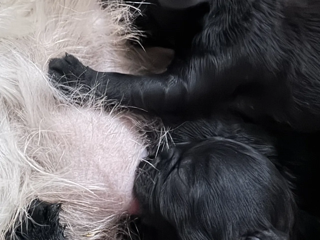 Billede 7 - Shihpoo hvalpe 🐶🌸 rejseklar 19. Maj 26